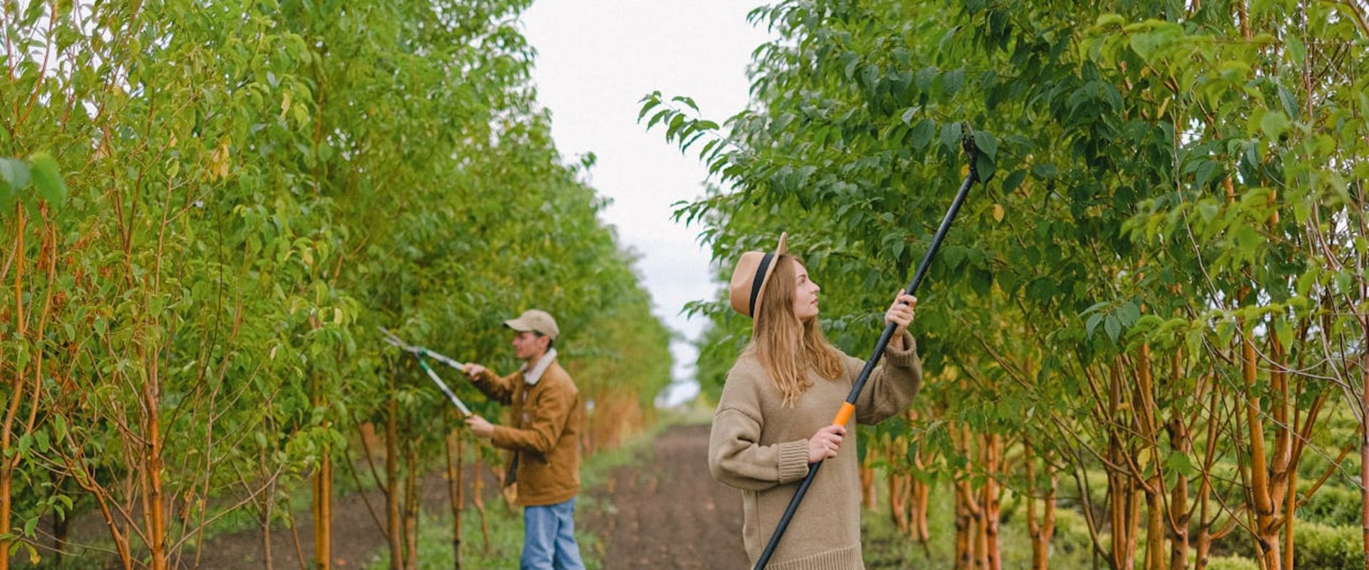 Investing In Your City's Future: Hiring A Tree Care Service For Urban Forests in Chester County