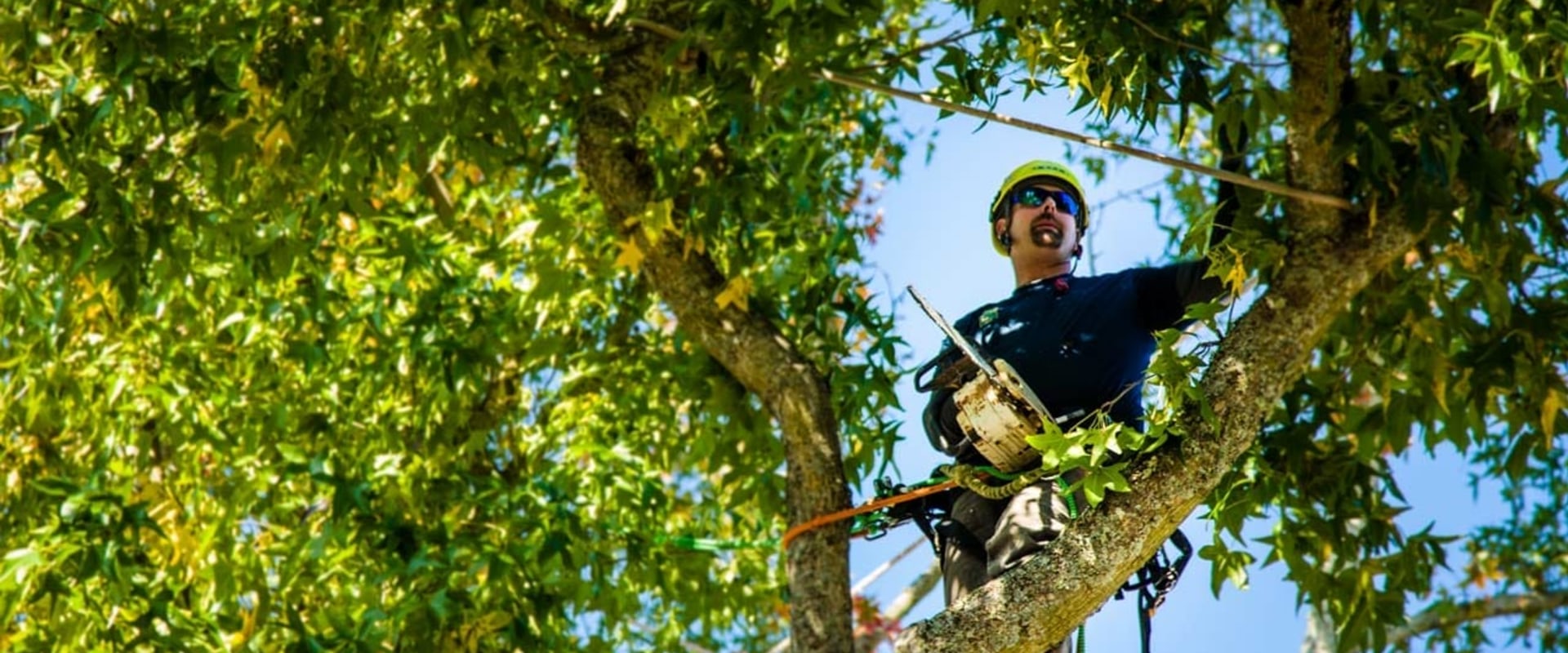 Navigating Urban Forestry: Tree Trimming Services In Portland, OR