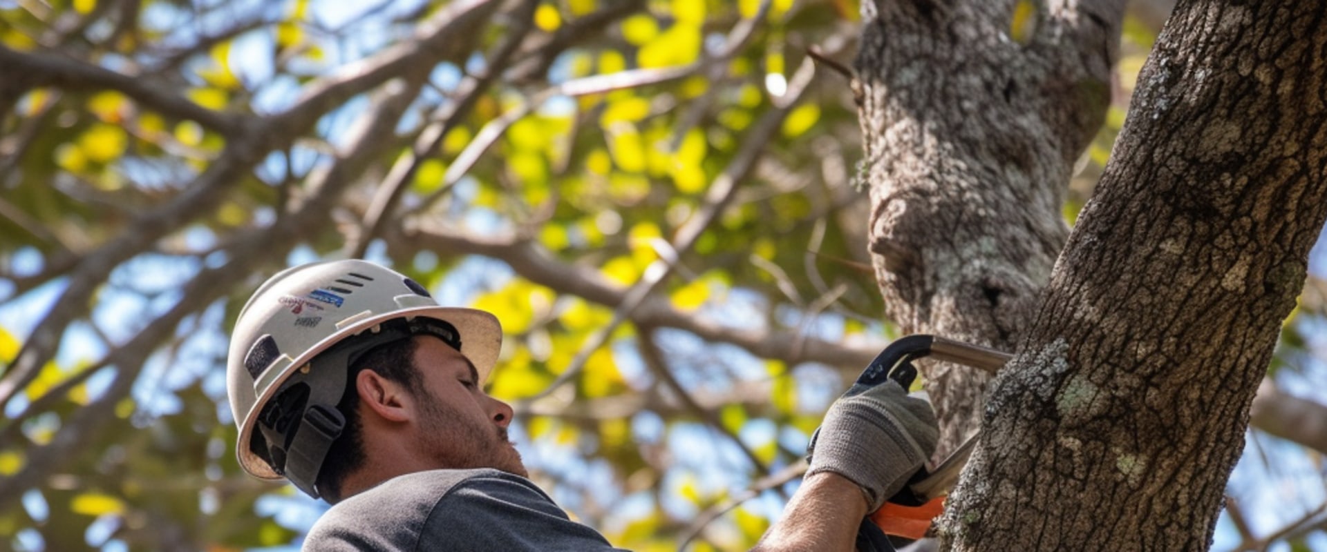 Growing A Healthy Belle Isle: Why Urban Forestry Relies On Professional Tree Services