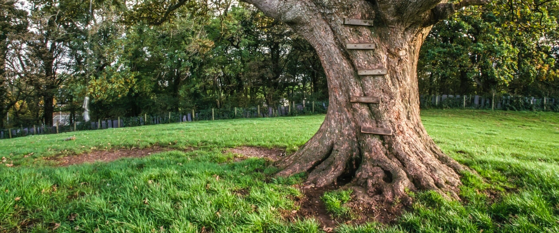 Tree Services In Leander, TX: Boosting Urban Forestry For A Greener Future