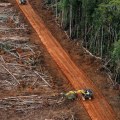 How long until all forests are gone?
