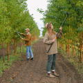 Investing In Your City's Future: Hiring A Tree Care Service For Urban Forests in Chester County