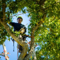 Navigating Urban Forestry: Tree Trimming Services In Portland, OR