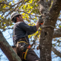 Growing A Healthy Belle Isle: Why Urban Forestry Relies On Professional Tree Services