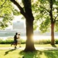 What makes a healthy urban forest?