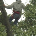 What is urban forestry arboriculture?
