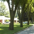 What are 2 benefits to having trees in urban areas?