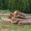 What country has the biggest forestry industry?