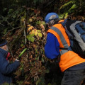 What Are The Top Reasons To Invest In Mulching Services For Your Northern Virginia Urban Forestry