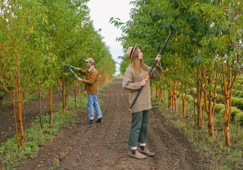 Investing In Your City's Future: Hiring A Tree Care Service For Urban Forests in Chester County