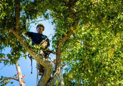 Navigating Urban Forestry: Tree Trimming Services In Portland, OR