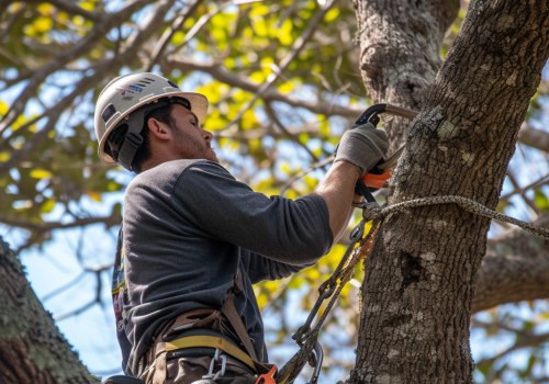 Growing A Healthy Belle Isle: Why Urban Forestry Relies On Professional Tree Services