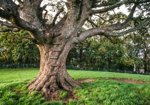 Tree Services In Leander, TX: Boosting Urban Forestry For A Greener Future